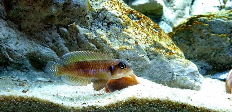 Lamprologus ocellatus 'Isanga Bay'